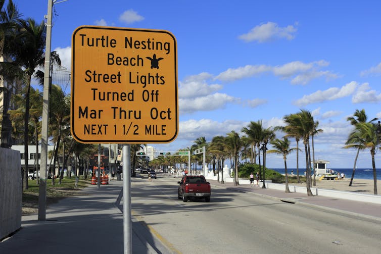 A yellow and black street sign warning people that turtles are nesting on the beach and that street lights will be turned off.
