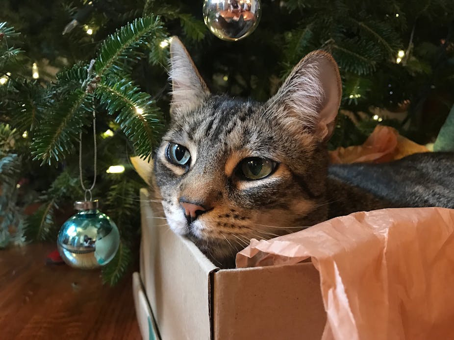 A tabby cat sitting in a box next to Christmas tree