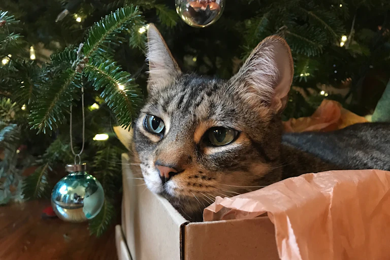 A tabby cat sitting in a box next to Christmas tree