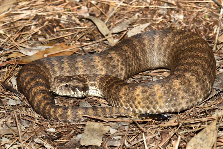 Une photo d'un serpent enroulé sur des feuilles et de l'herbe.