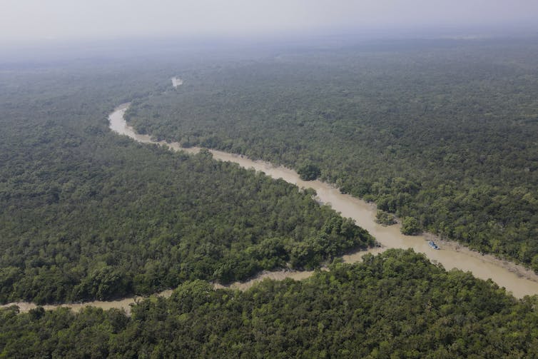 A vast stretch of mangrove with a river running in between