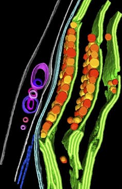 Cryo-ET image of algal chloroplast