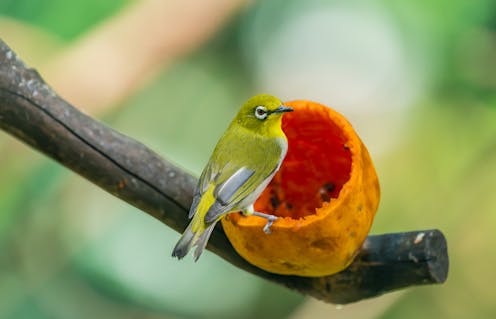 How to feed your garden birds if you want to attract and support native species
