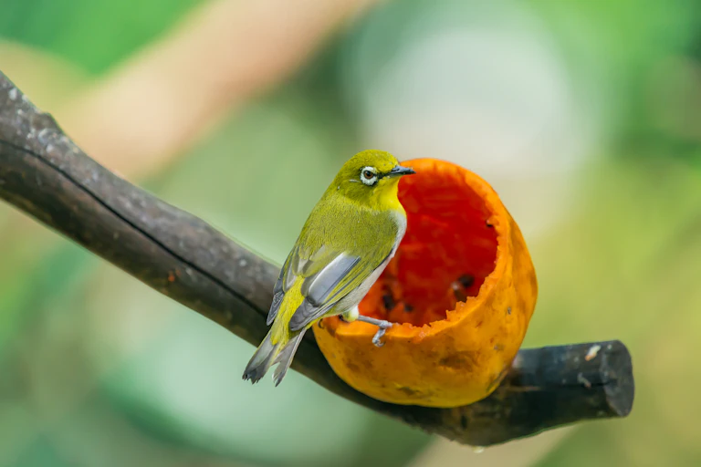A silvereye feeding on a piece of papaya