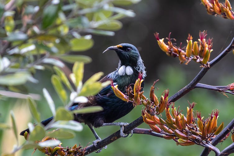 Tūī in tree, with its tongue poking out.