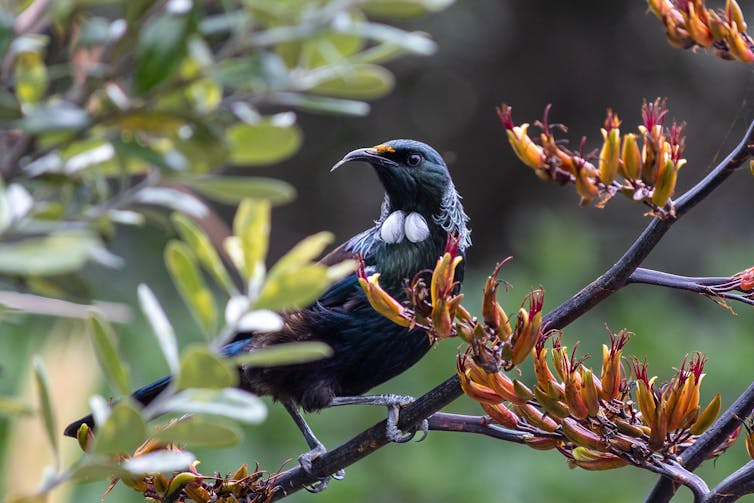 Tūī in tree, with its tongue poking out.