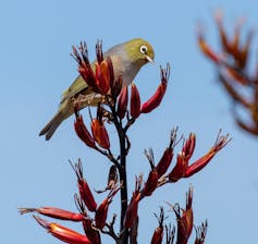 A silverye feeding on harakeke