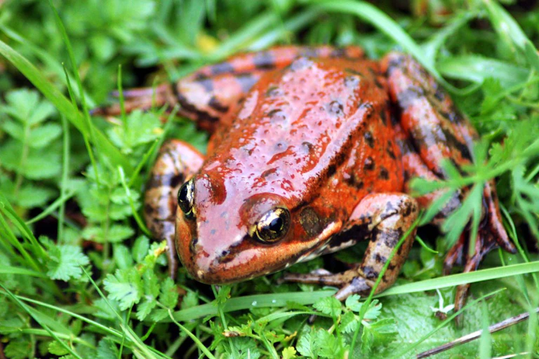 Close-up of gleaming California red-legged frog on grass
