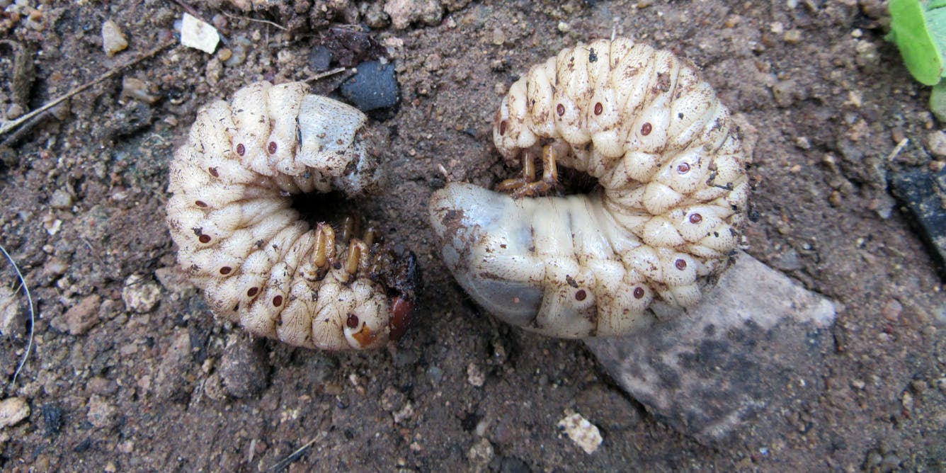 Don't kill the curl grubs in your garden – they could be native beetle  babies