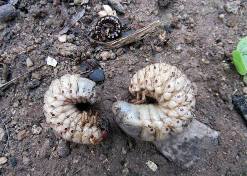 Don’t kill the curl grubs in your garden – they could be native beetle babies