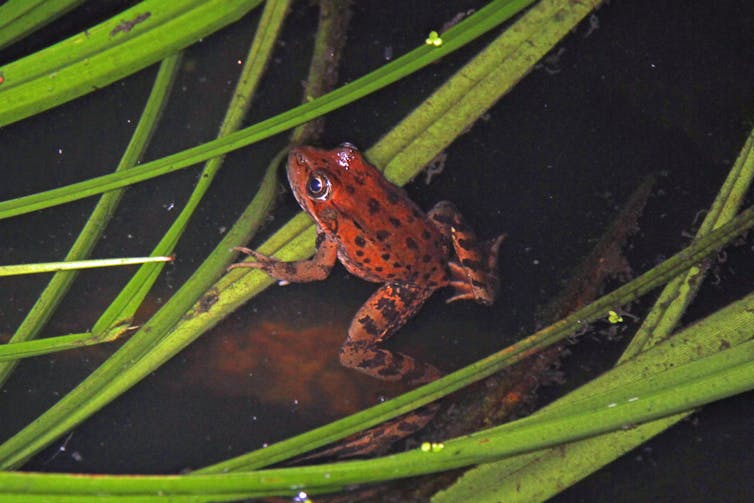 A California red-legged frog swims through grassy water.