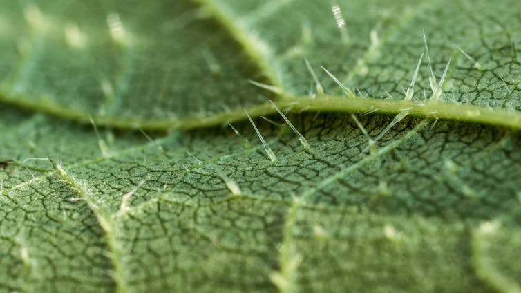 Close up of of stinging nettle leaf (Urtica dioica) showing the sting cells or trichome hairs or spicules