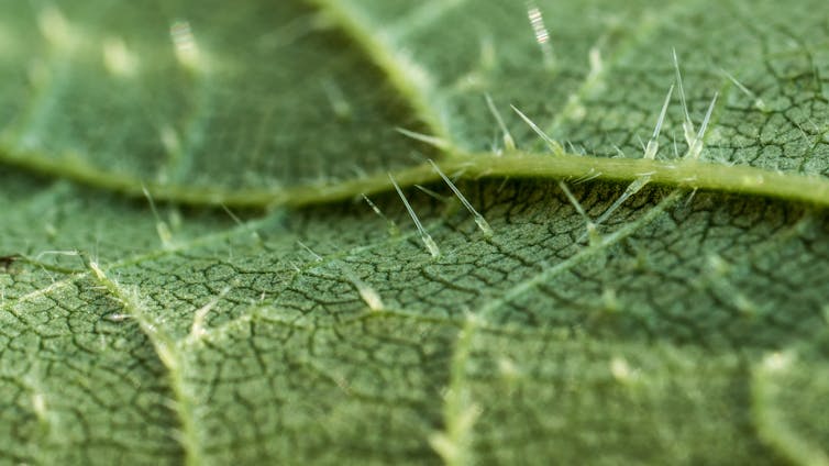 Primo piano della foglia di ortica (Urtica dioica) che mostra le cellule pungenti o i peli di tricomi o le spicole