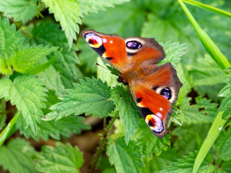 Una farfalla pavone (Aglais io) vista crogiolarsi sulle ortiche a luglio