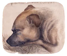 A watercolour painting of the sleeping head of Emily's dog Keeper.