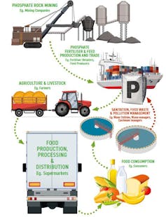 Diagram of phosphorus use