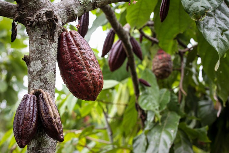 Cacao pods dangling from a tree.