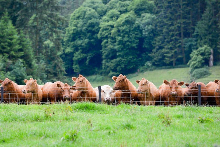 As vacas espiam por cima de uma cerca de arame.