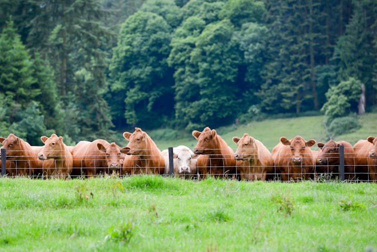 Cows peer over a wire fence.