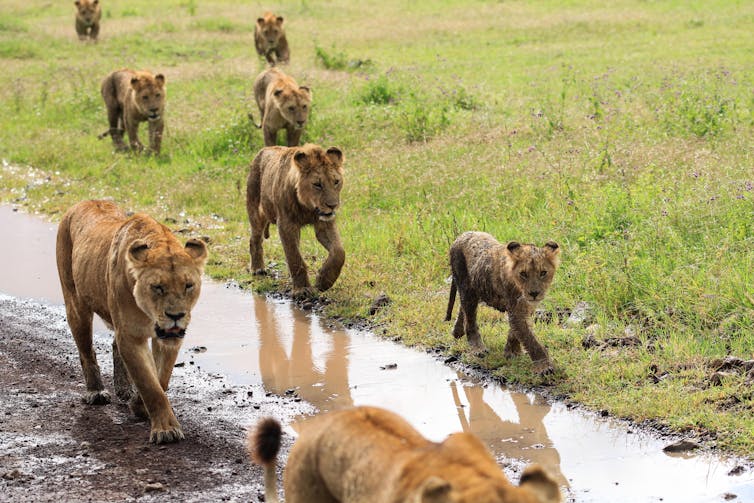 Lions prowl a water-filled track.