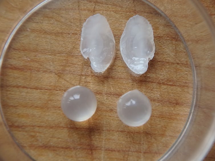Two small oval stones in a petri dish with two round eye lenses