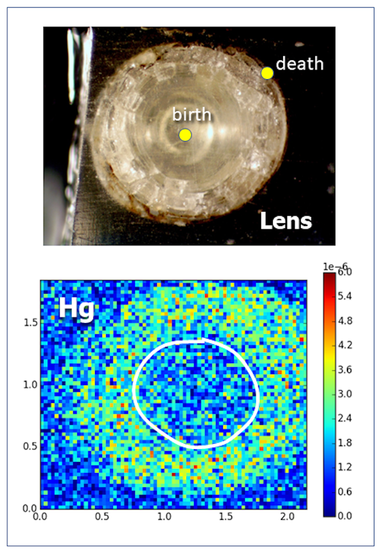 Cross-section of a catfish eye lens and graphic showing mercury exposure as recorded in the lens