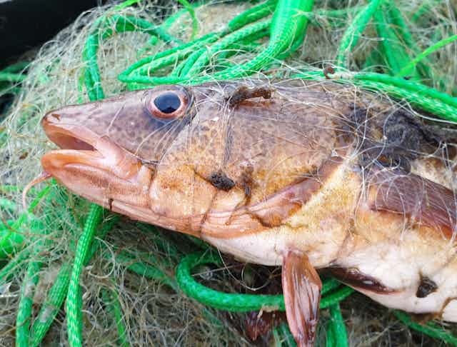 A yellow cod lies on a pile of netting