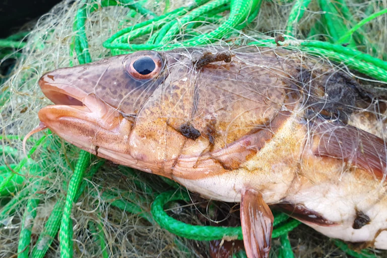 A yellow cod lies on a pile of netting
