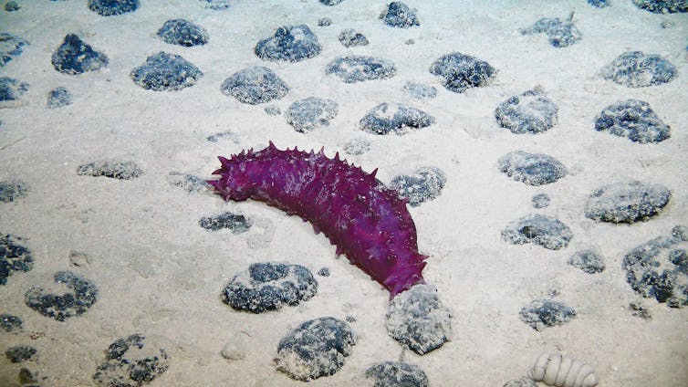 A sea creature looking like an oversized bright red caterpillar crawls among nodules on the sea floor.