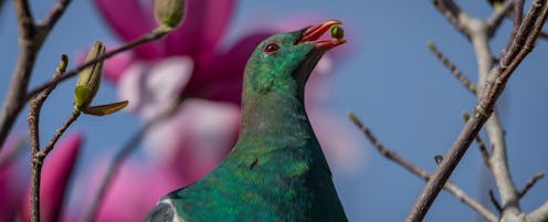Can customary harvesting of NZ's native species be sustainable? Archaeology and palaeo-ecology provide some answers