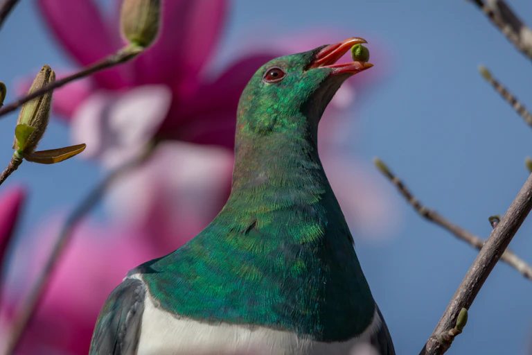 Native wood pigeon, kereru, with a berry in its beak.