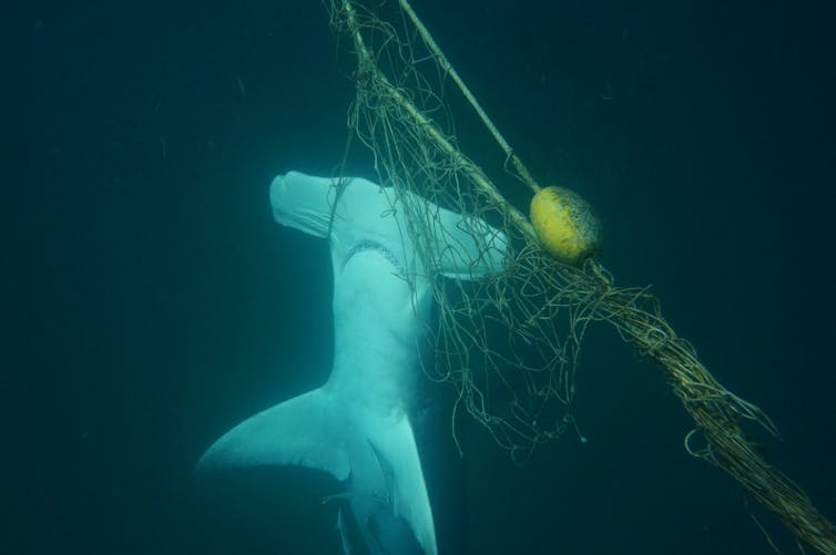 Hammerhead shark caught in net