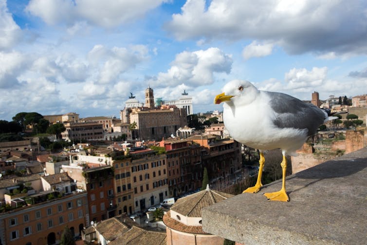 Seagull in Rome