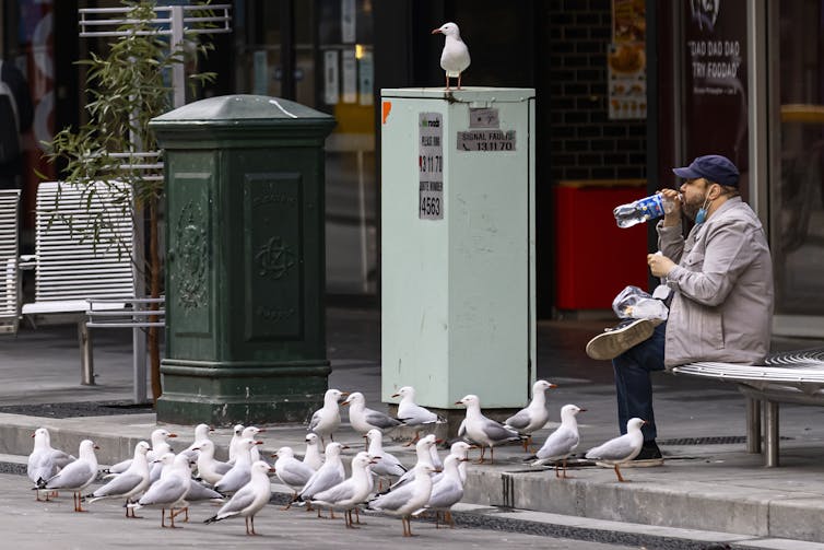 Seagulls surround man eating snack
