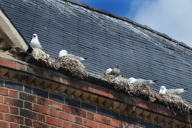 Seagulls nesting in gutter