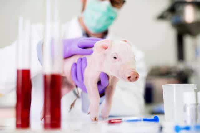 medical research on animals should be discontinued