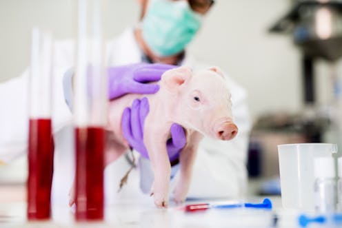 Can we ethically justify harming animals for research? There are several schools of thought