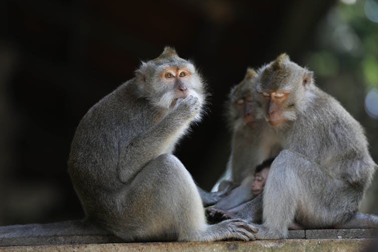 Two macaque monkeys sit facing each other
