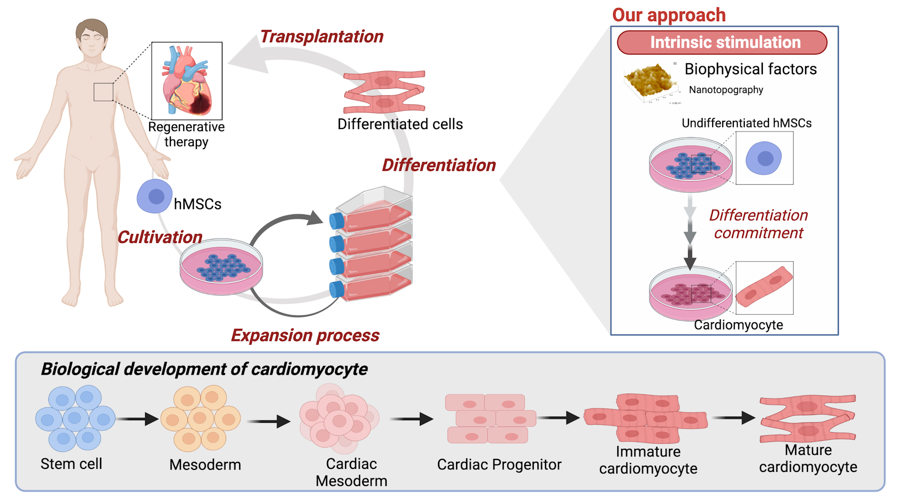 Terapi Sel Punca: Membuka Jalan Baru untuk Regenerasi dan Penyembuhan