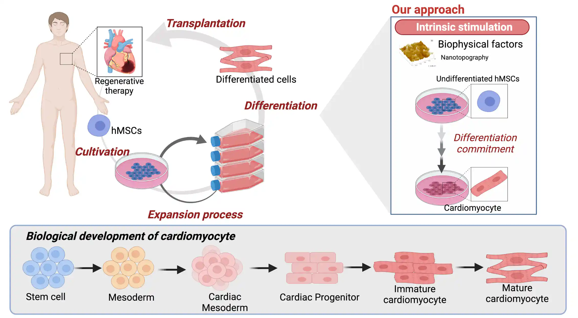 Terapi sel punca: dari mana asalnya, mengapa begitu menjanjikan untuk ...