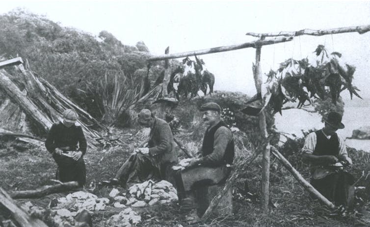 A group of people with harvested tītī (sooty shearwaters) hung up to dry.