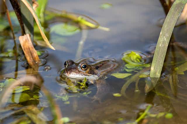 A half-submerged frog in a pond.