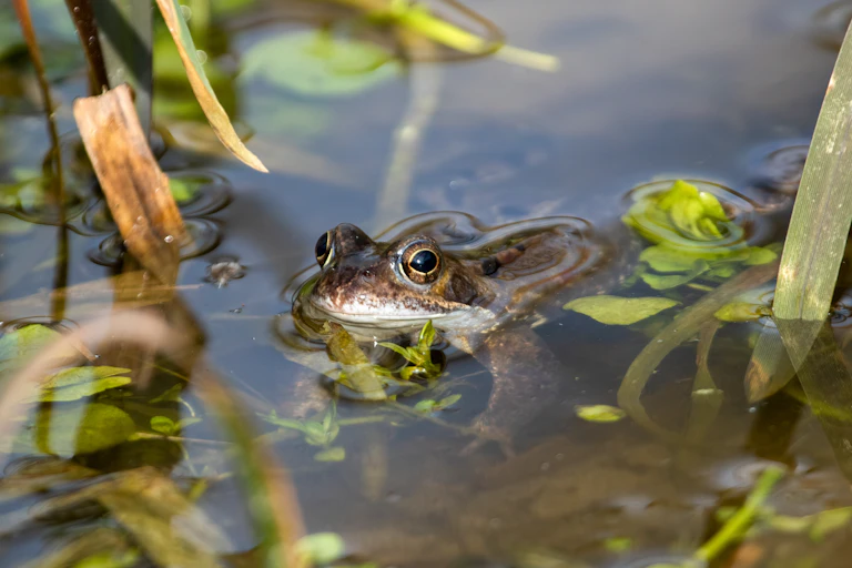 A half-submerged frog in a pond.