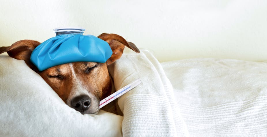 A dog tucked up in bed with an ice pack on its head and a thermometer in its mouth.