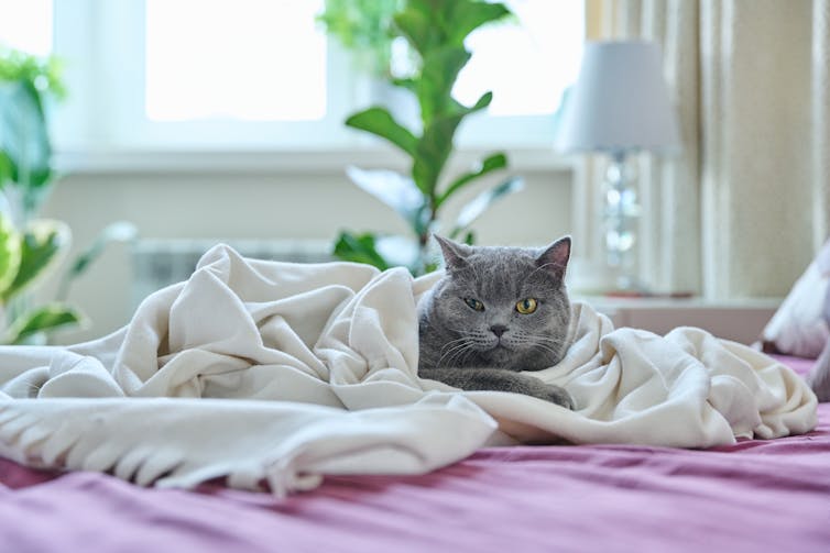 A grey cat is laying on a bed wrapped in blankets.