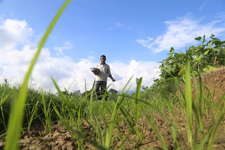 Farmer working a paddy field in India