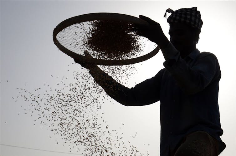 Farmer sifting rice in India in silhouette