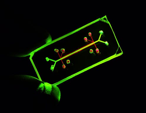 Organ-on-a-chip models allow researchers to conduct studies closer to real-life conditions – and possibly grease the drug development pipeline