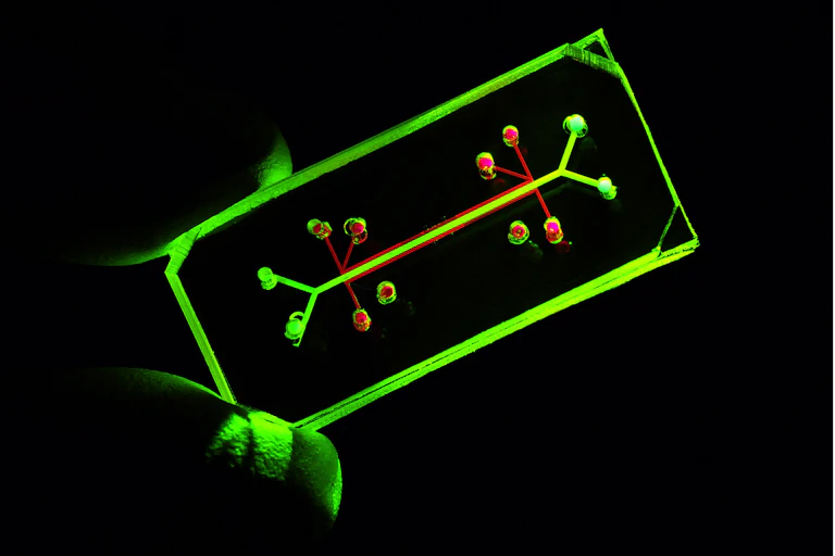 Close-up of a lung-on-a-chip