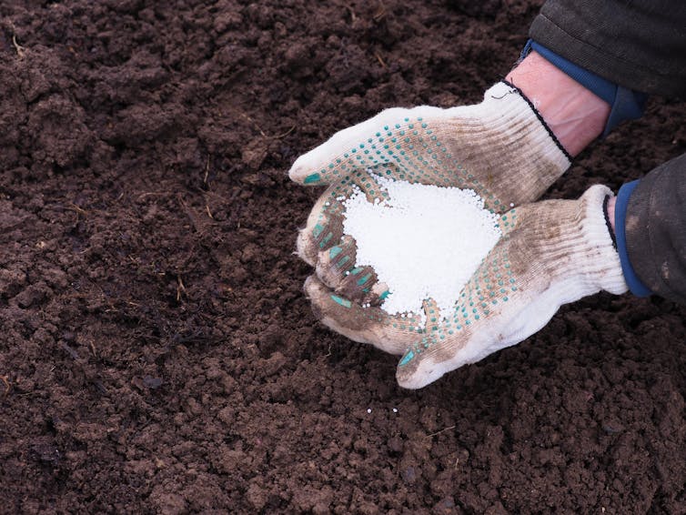 gloved hands holding a white powder over soil